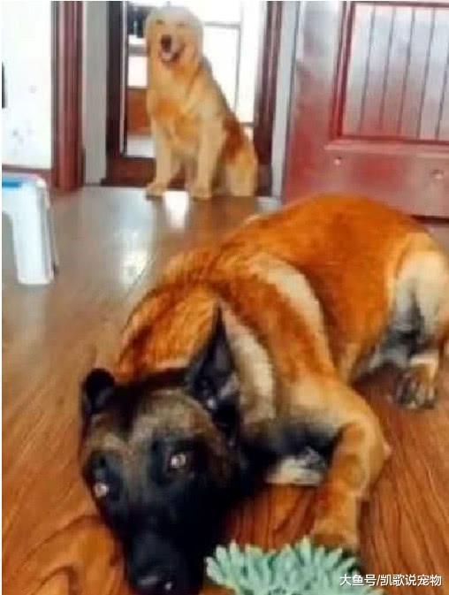 为了配合主人拍视频, 金毛和马犬用尽心思, 金毛最后一招绝了!