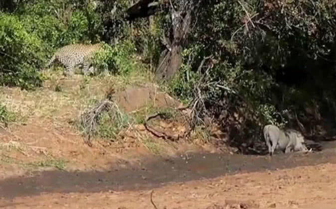 花豹偷偷跟踪疣猪, 猛地一巴掌拍上去, 结果反被疣猪吓得撒腿就跑