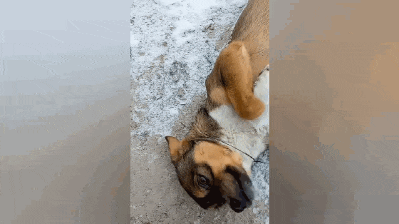 田园犬蹲在门口看家, 半夜被偷狗贼套上铁丝, 主人想起过程就后怕