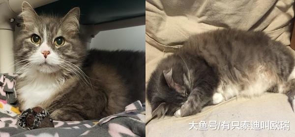 资深猫总裁晚年失业! 落魄进收容所...翻肚当大爷幸福了