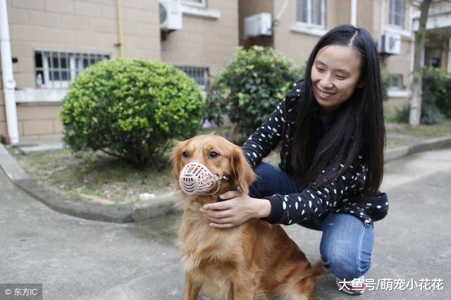 你是因为什么才养狗? 原因大致有5个, 最后一点才配养狗!