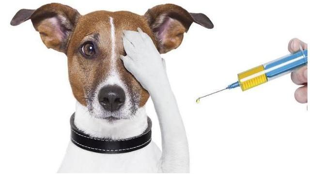 狗狗的寿命很短? 按这样做, 可以延长狗狗寿命陪伴你更久!