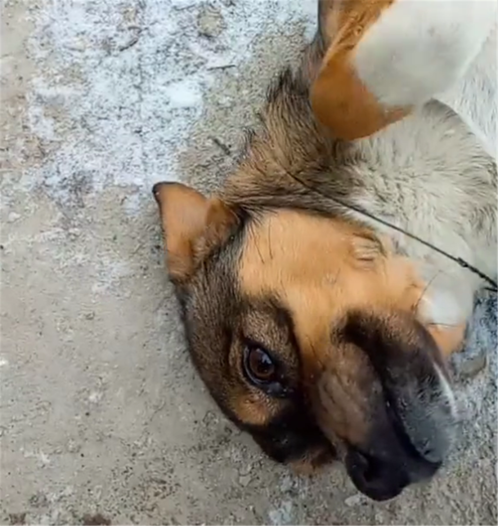 田园犬蹲在门口看家, 半夜被偷狗贼套上铁丝, 主人想起过程就后怕