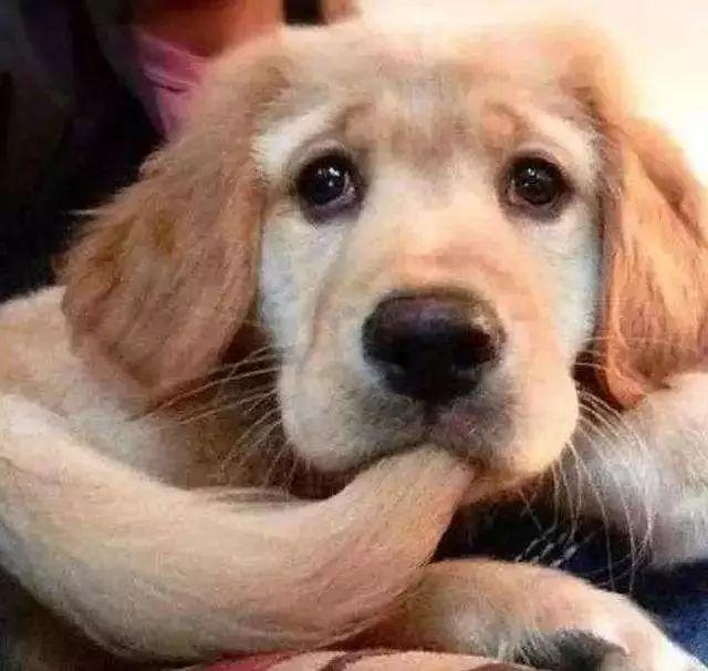 共享宠物? 不想养了就退? 你拿狗命开什么玩笑呢!