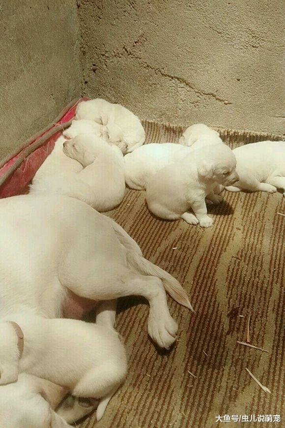 拉布拉多第一次生, 而且生的还不少, 网友可高兴了!