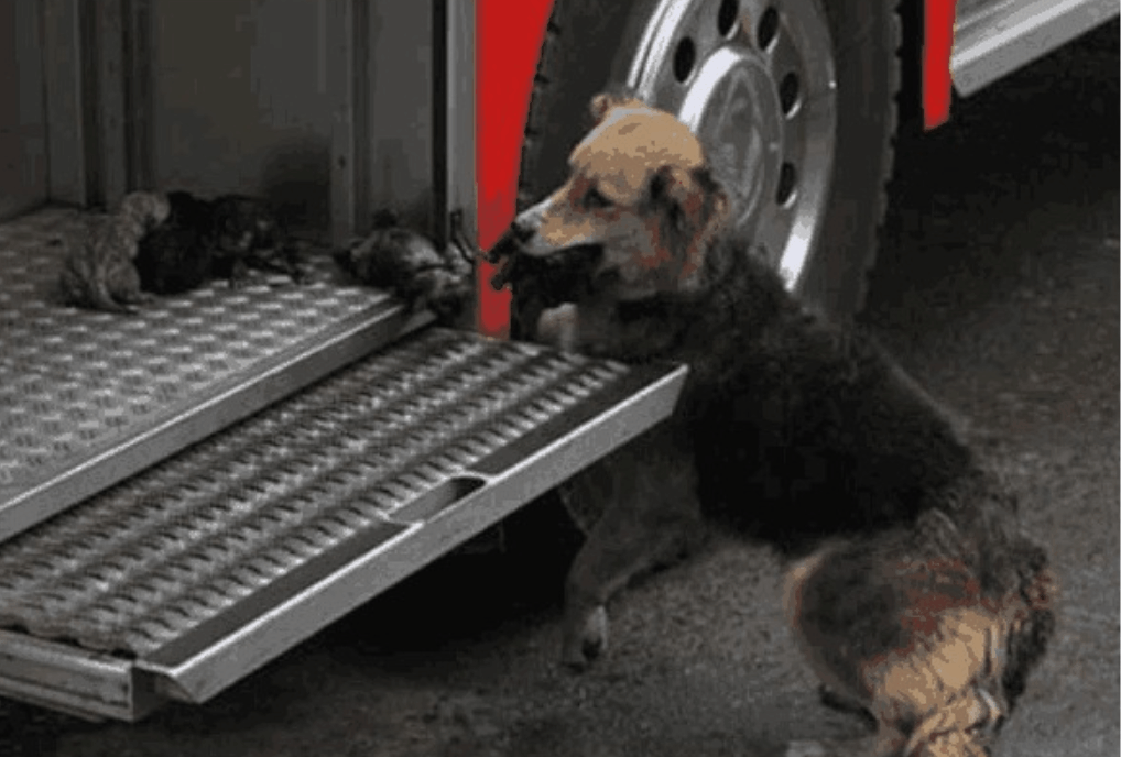 屋内火灾浓烟滚滚, 狗狗依旧冲进去, 它的心思很朴实!