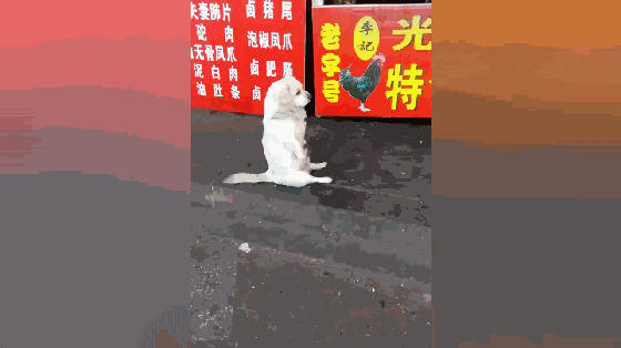 小萌狗熟食摊前乞食, 不靠才艺靠厚脸皮, 如今吃得肥墩墩……