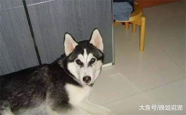 朋友出门买菜, 回来看了一眼二哈后, 他走进厨房拿出了菜刀