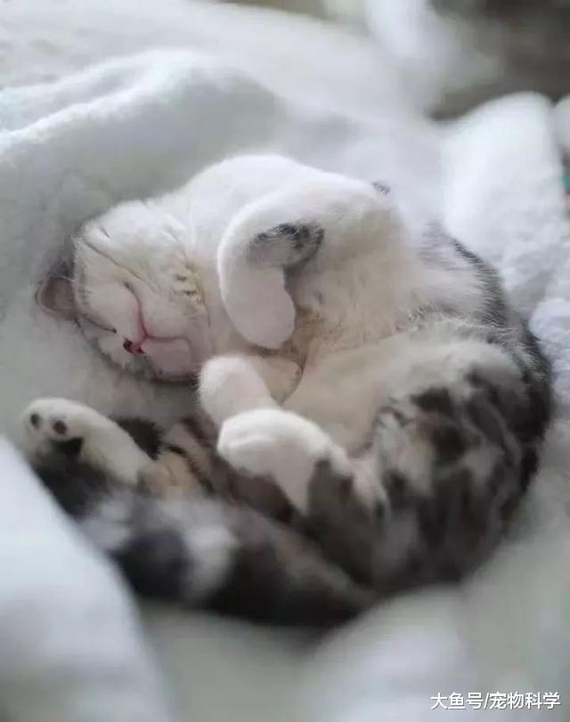 沉迷于这只盛世美颜的猫