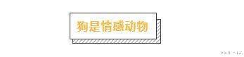 狗狗每天一句“我爱你”, 你接收到了吗?