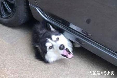 网友为防止电动车再被偷, 外出让二哈看车, 回来一看肠子都悔青了