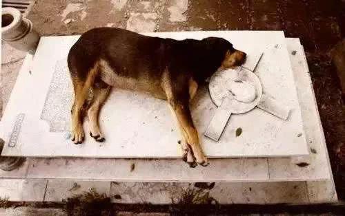 这种狗啃食主人尸体, 而且动物组织还帮其打官司。到底发生了什么