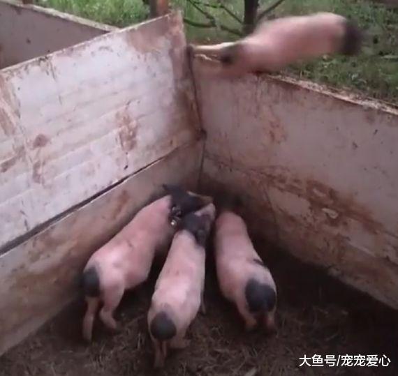 男子路过猪圈, 以为有人偷小猪仔, 细看小猪仔的行为笑喷