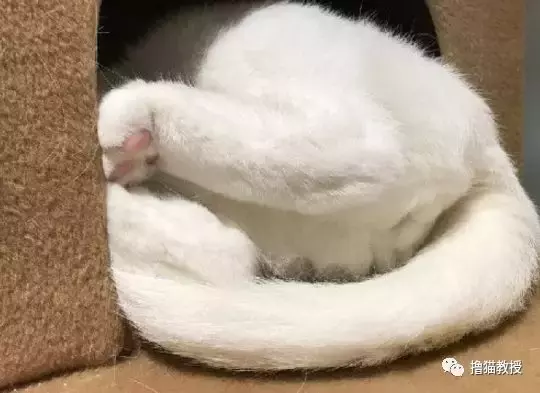 “美臀日”晒美臀, 这一大波猫屁屁, 看得我心动了