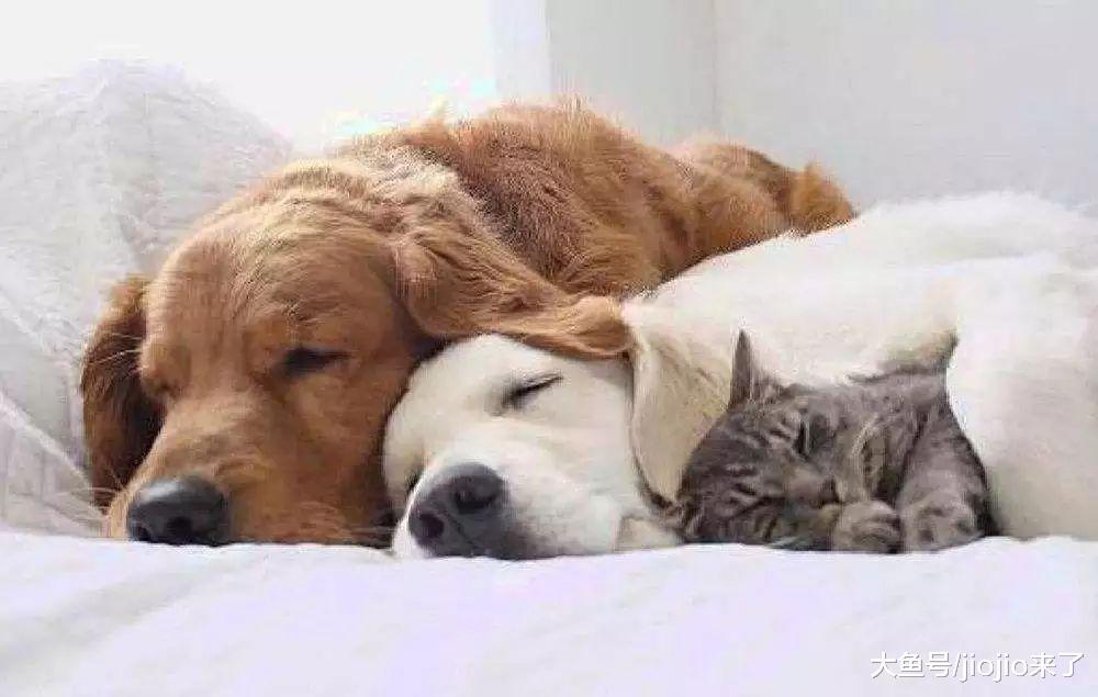 如何活得像一只狗——那些狗狗教会我们的事