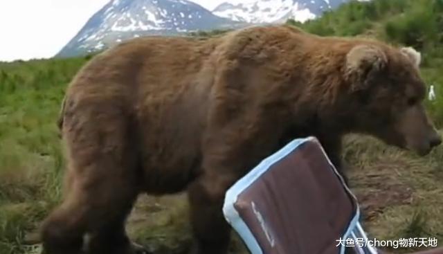 俄罗斯男子和灰熊一起钓鱼, 这个场面刺激又和谐, 不愧是战斗民族