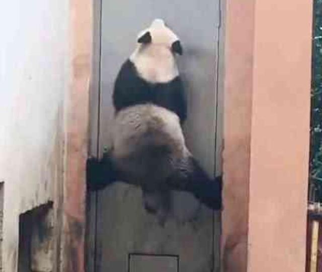 熊猫偷偷越狱, 大秀一字马, 熊猫: 我国宝永不为奴! 除非包吃包住