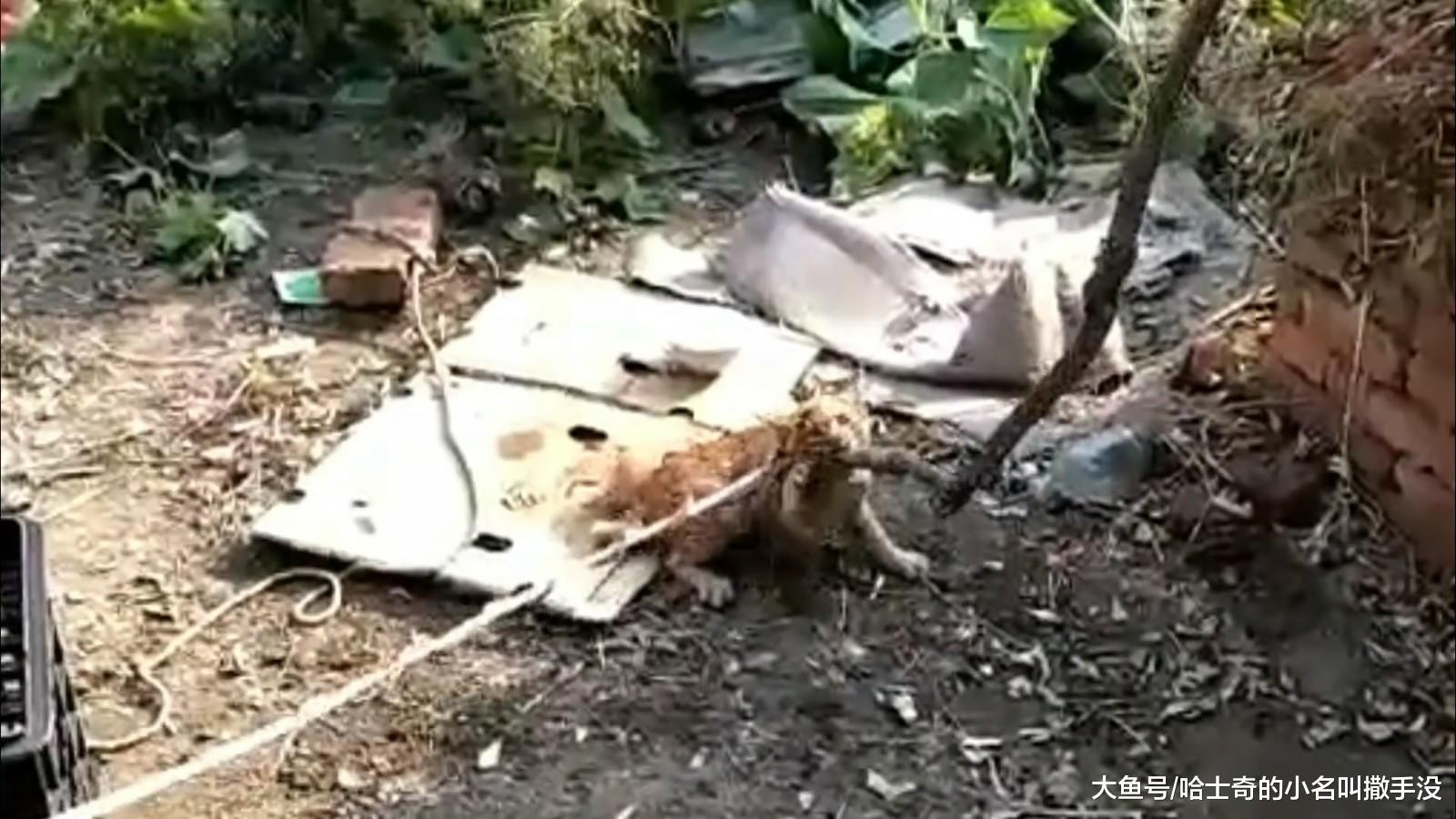 小猫从出生就没被拴过, 这回拴起来, 气的猫咪要咬人