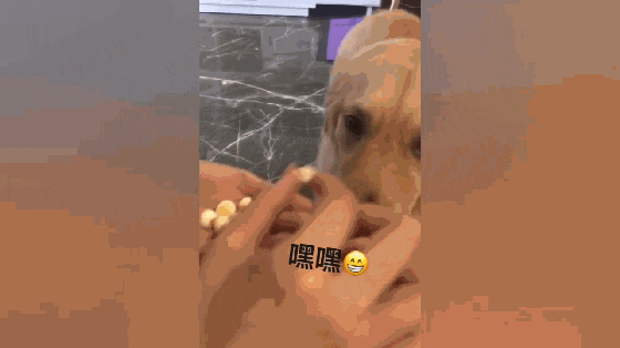 主人利用小馒头给金毛喂药, 金毛眉头一皱, 发现事情并不简单……