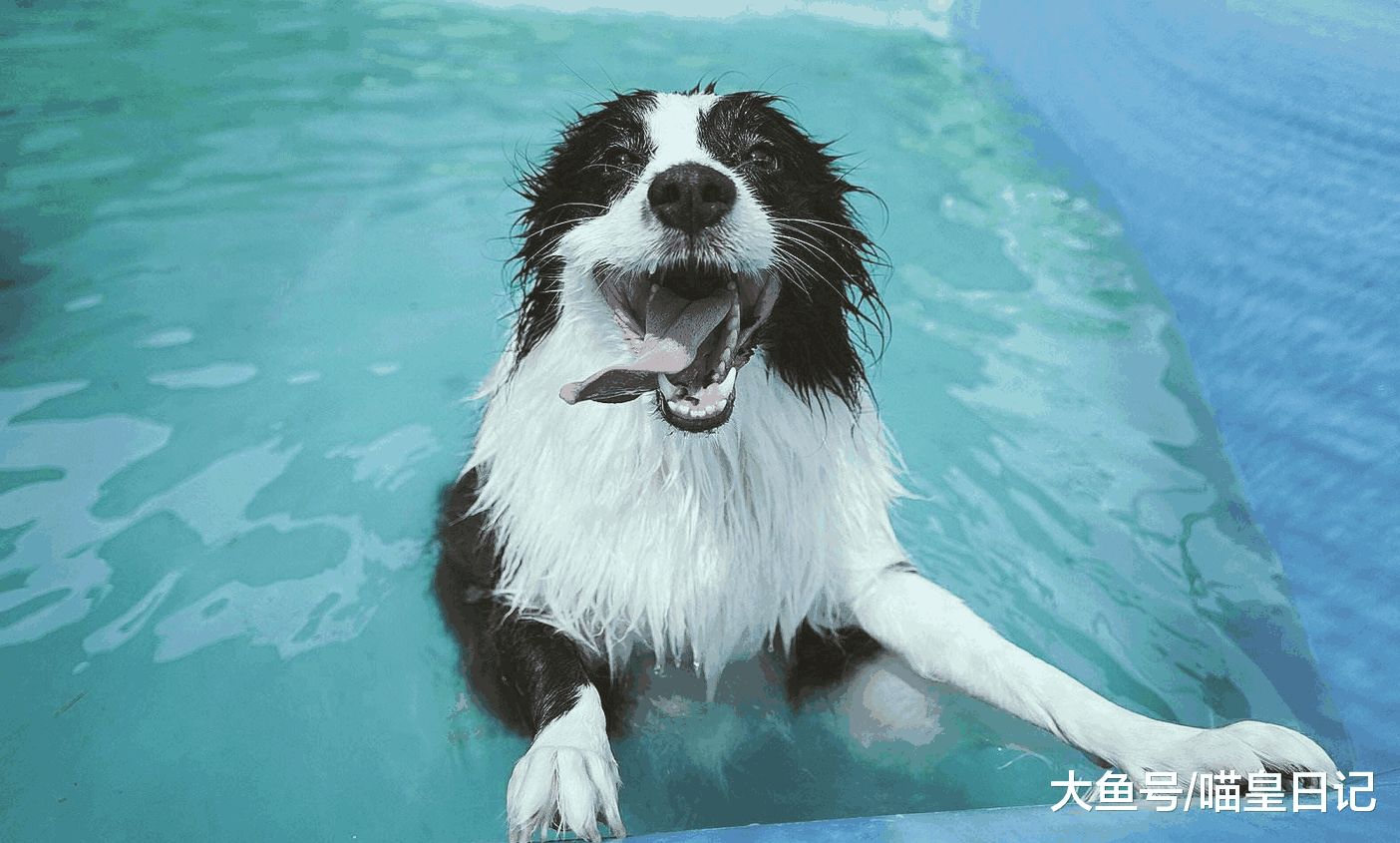 盘点五种不适合成为警犬的狗狗, 警察见了它们都想躲!