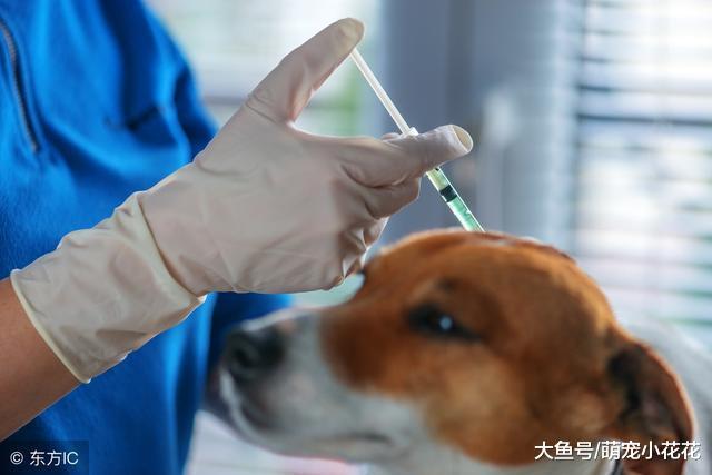 狗狗疫苗怎么打?