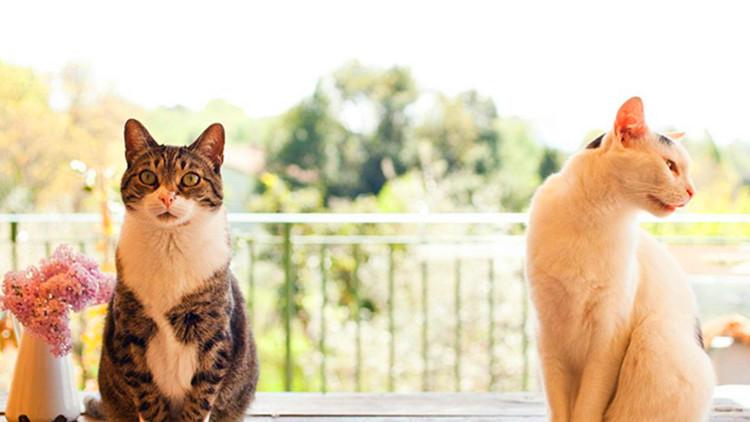 购买猫咪的防骗指南, 新手铲屎官需注意