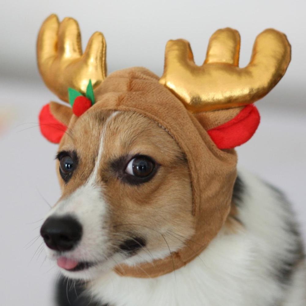 祝大家节日快乐, 过节虽然快乐, 但是别忘记宠物了!