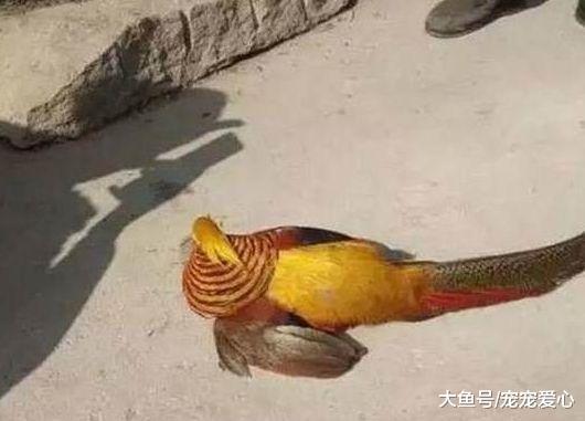 男子抓到一只漂亮野鸡, 准备炖了吃, 兽医: 不想坐牢最好放生