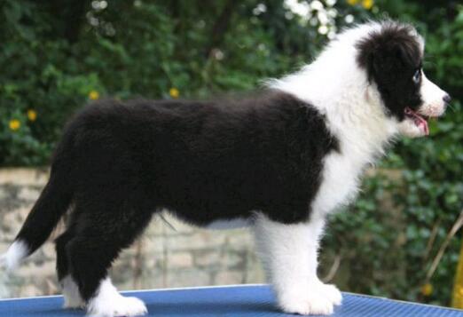 按季节给苏格兰牧羊犬挑选最佳食物