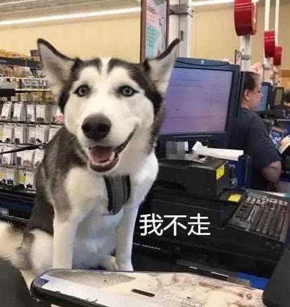 带二哈去超市, 不买香肠就霸着收银台不走, 收银员: 下次别来了