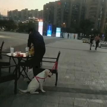 主人把狗拴在椅子上, 刚一站起来狗狗带着椅子就跑了, 下一秒......