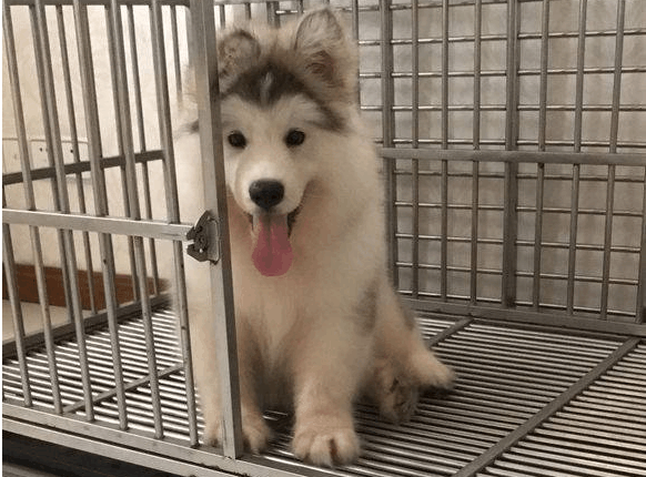 阿拉斯加闯祸后不只会卖蠢萌, 还收小弟给他背黑锅