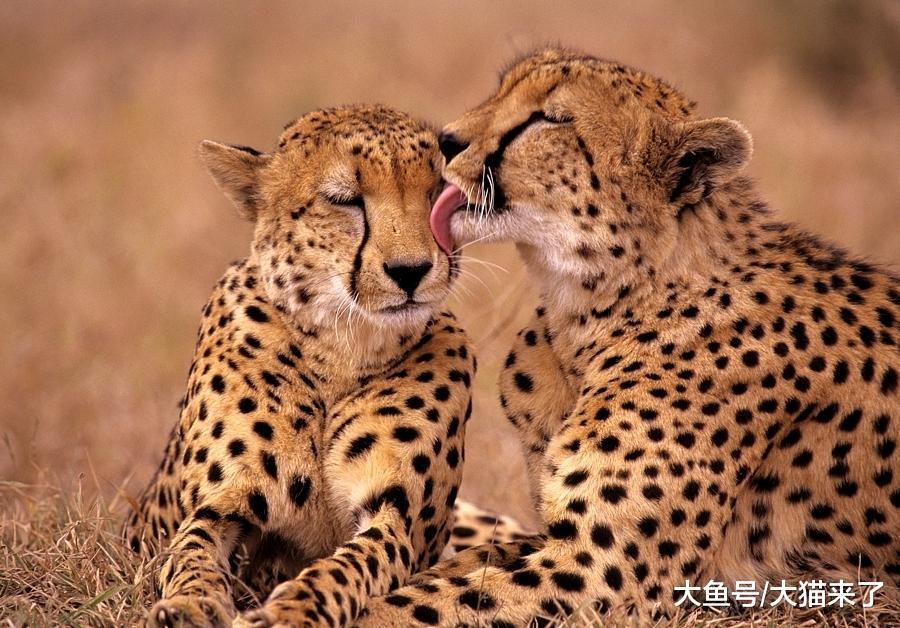 除了狮子, 只有这种猫科动物的兄弟情可以延续一生