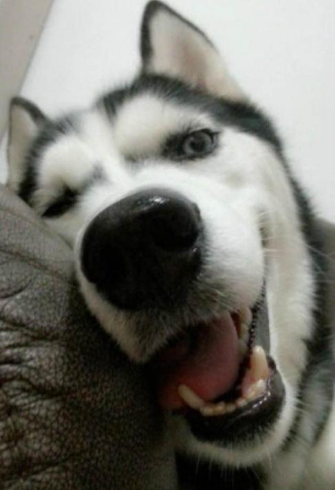 养哈士奇的5种“危害”, 看完你还敢养吗?