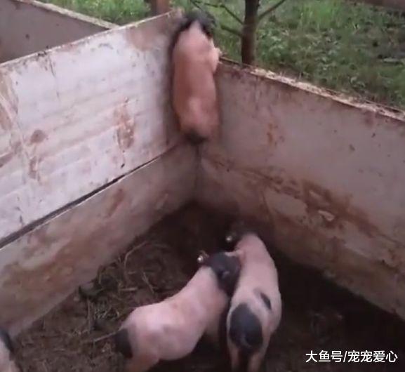 男子路过猪圈, 以为有人偷小猪仔, 细看小猪仔的行为笑喷