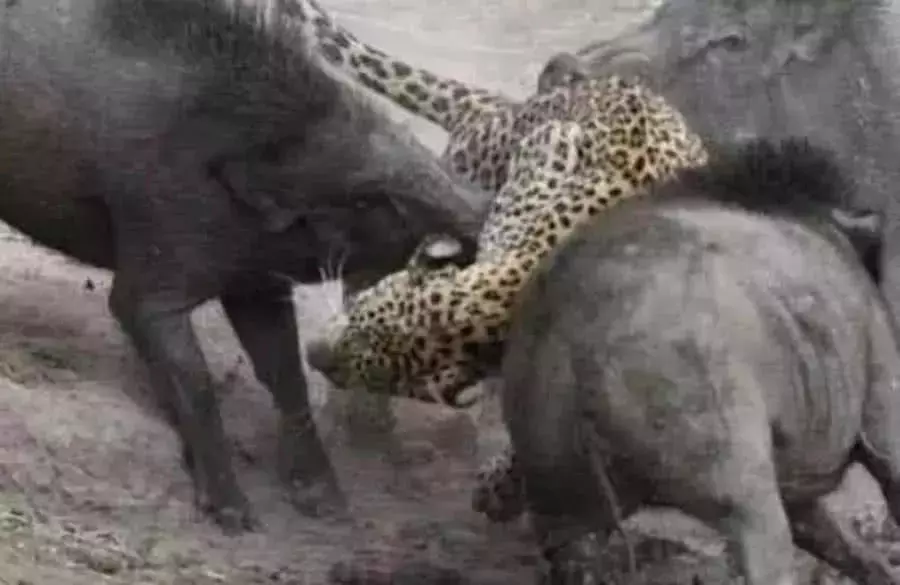 花豹狩猎野猪却遭遇反杀 野猪: 感谢豹兄千里送人头