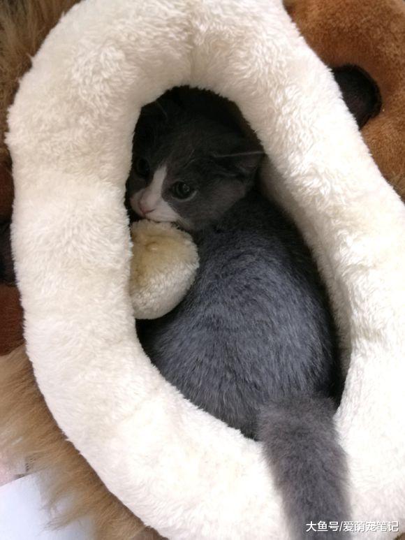 买回来一只蓝猫给原住民作伴, 喂养不到半个月时间, 噩梦就开始了