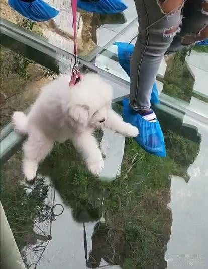 主人假期带奶狗去玻璃桥, 狗子一副生无可恋的模样: 求放过!