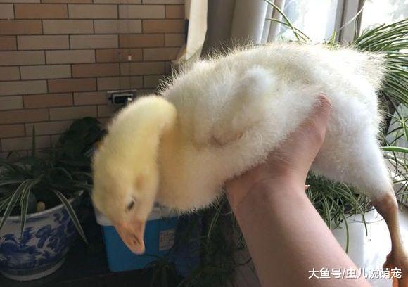 网友养了一只小鹅, 没想到两个月就变成这样了!