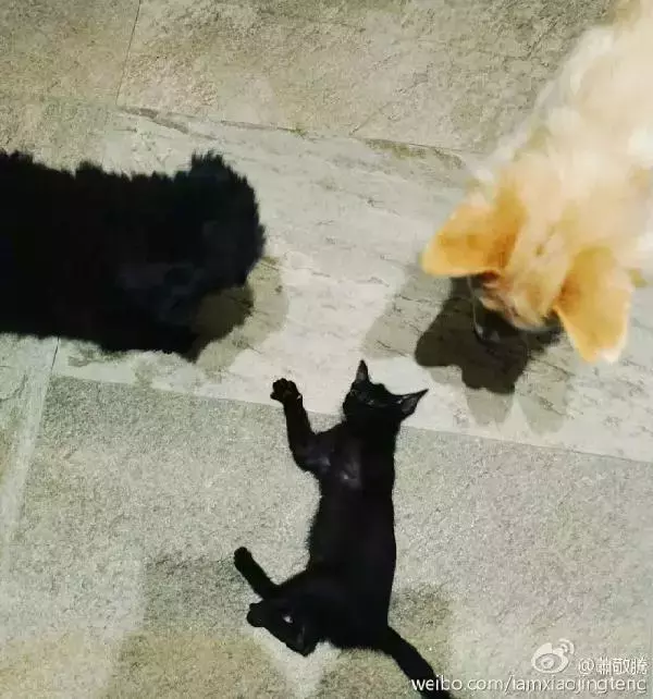 萧敬腾: 让领养代替买卖, 一点儿也不丢脸!