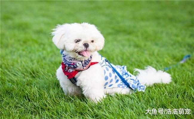 上班族养狗, 他们上班后家里的狗狗咋办? 有五种方法安排