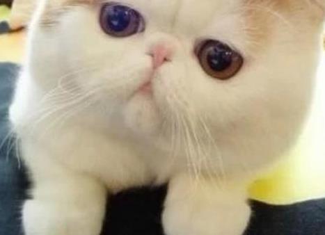 主人有事离开, 小奶猫自己喝奶, 差点一头栽进碗里, 笑哭主人