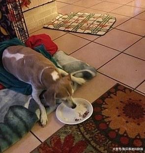 安乐死前一天也要让你快乐! 家人在狗安乐死前一天替它做的一切好感人