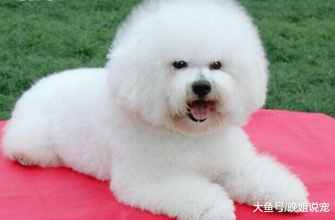 喜欢和你对着干的3种犬类, 其实很有忠心, 哈士奇上榜了