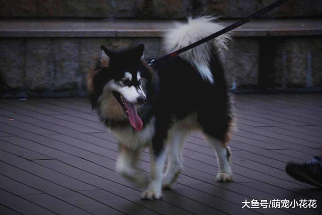 天黑了, 你会选择哪种狗狗保护你? 反正我选第2种!