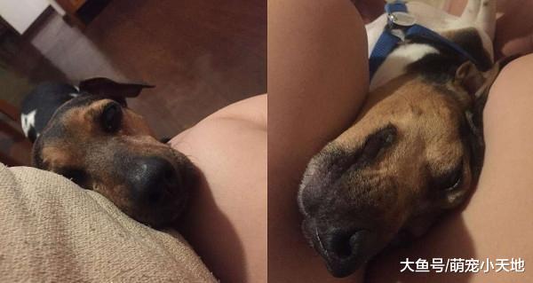 撒娇盲汪每5分钟找人靠头, 还装傻拒爬楼梯: 爸爸抱