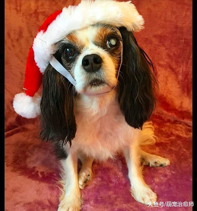 英国拟禁止宠物店卖6个月大以下宠物, 只因一只繁殖犬的悲惨经历