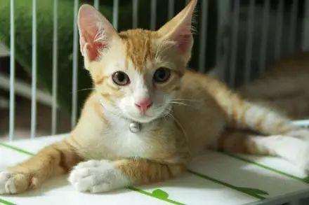 岁月是把杀猪刀, “杀”了我的小奶猫