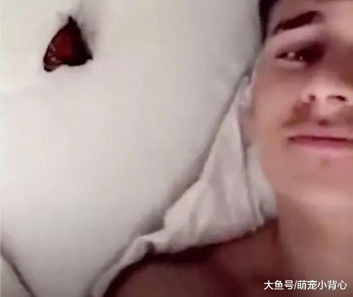 蝴蝶与帅哥的邂逅剧情, 相遇相伴仅四天!