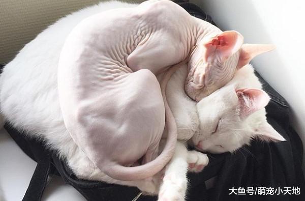 毛绒白猫出借身体当小窝, 无毛喵用同步姿势躺它身上取暖